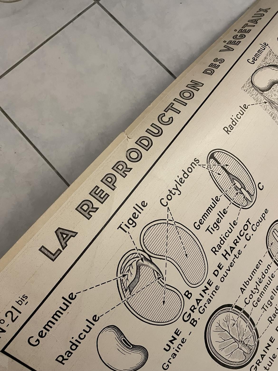 Vintage French School Poster: Fruit & Vegetable Reproduction, Dirand Carron No 21