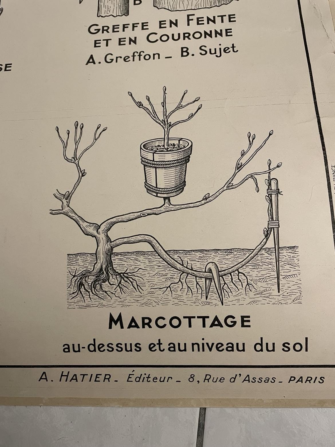 Vintage French School Poster: Fruit & Vegetable Reproduction, Dirand Carron No 21