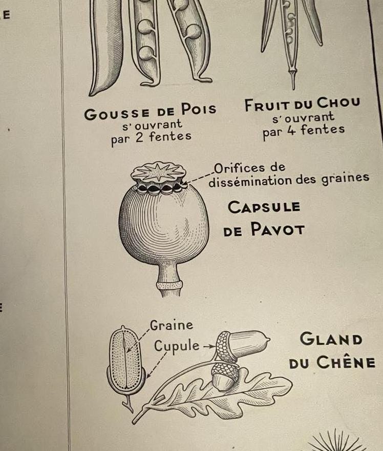Vintage French School Poster: Fruit & Vegetable Reproduction, Dirand Carron No 21