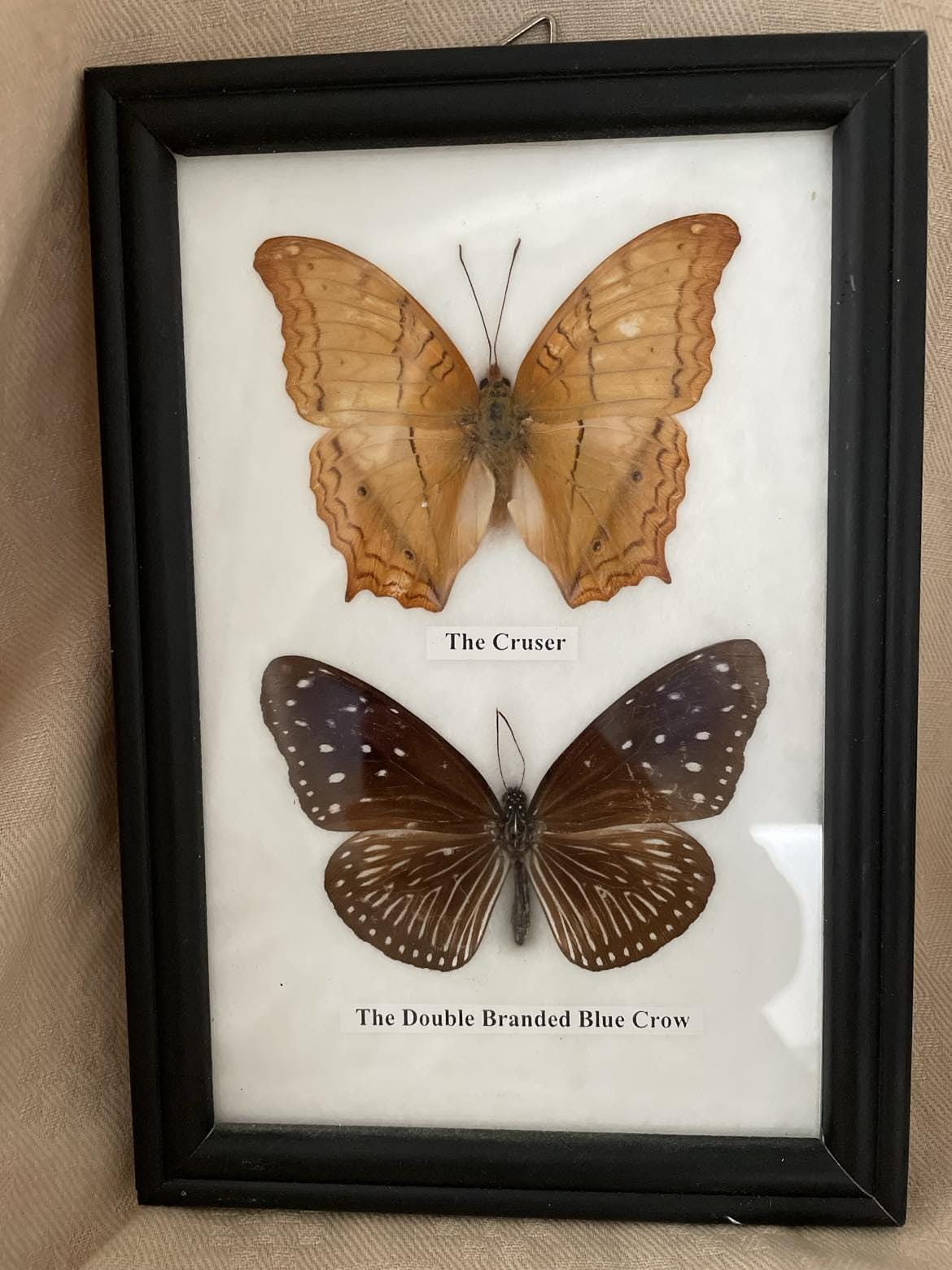 Entomology display - 3 vintage framed butterflies