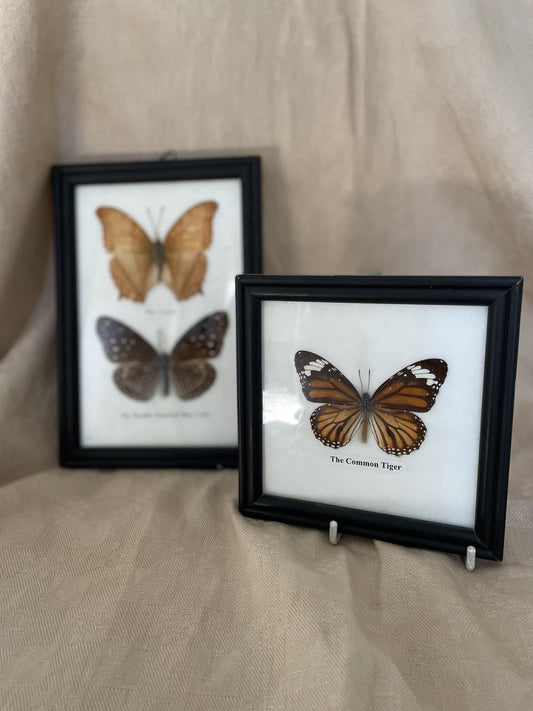 Entomology display - 3 vintage framed butterflies