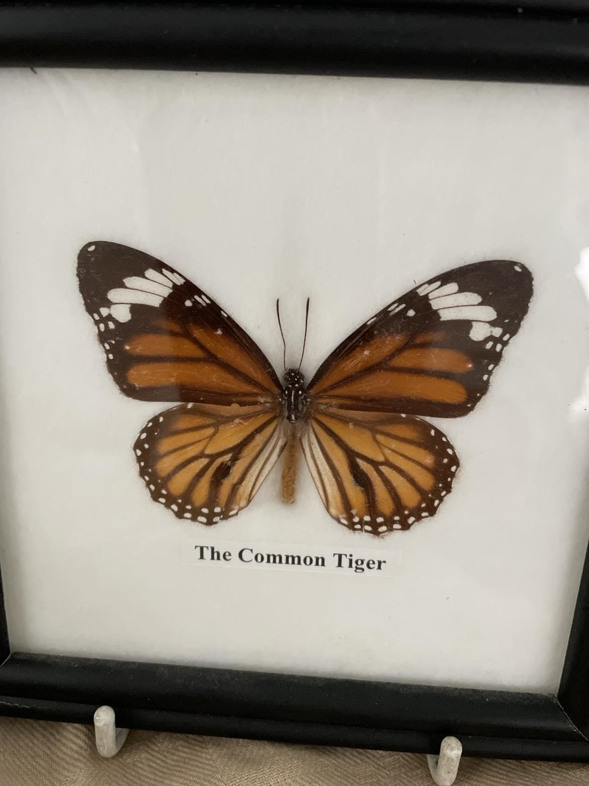 Entomology display - 3 vintage framed butterflies