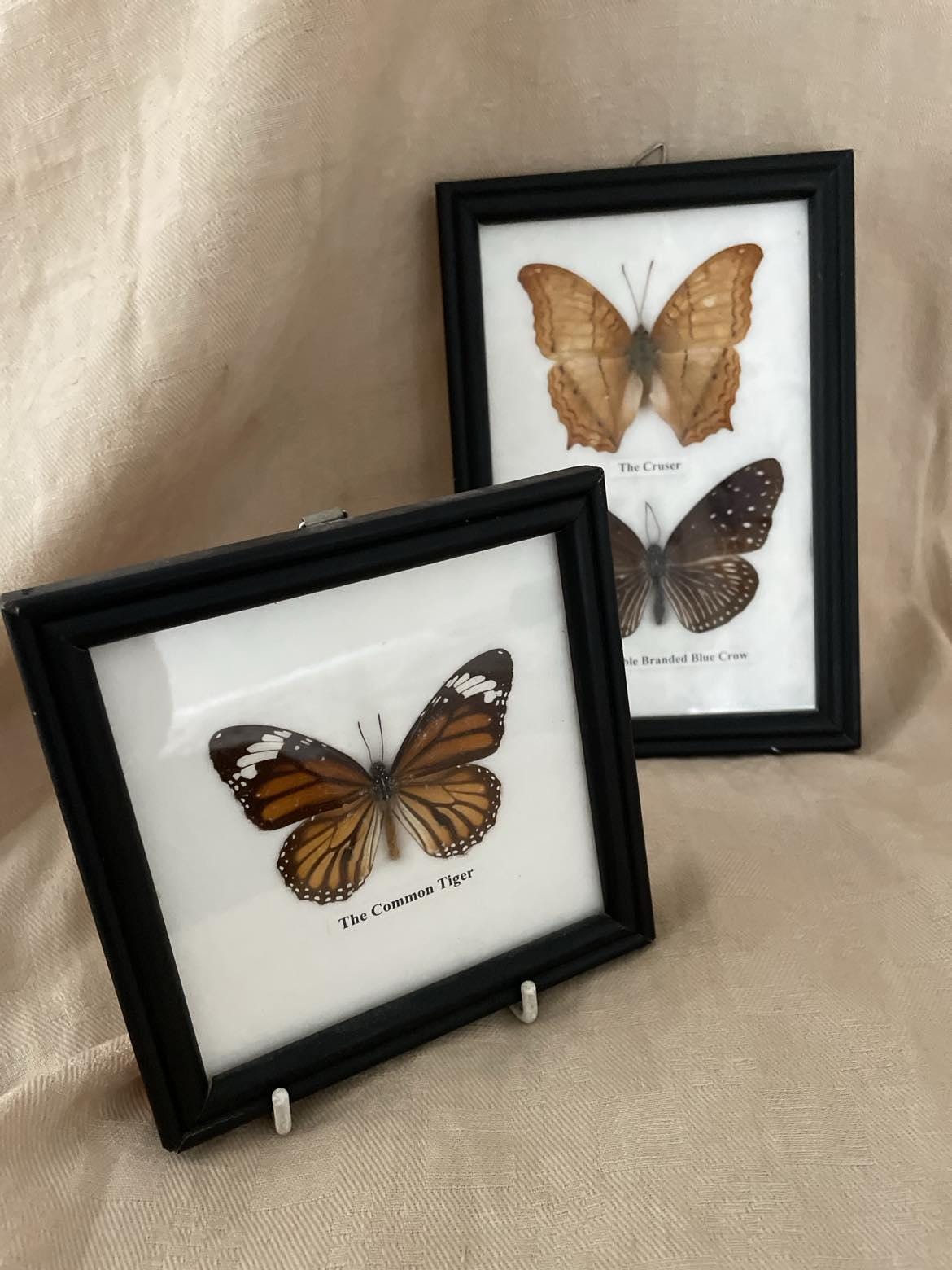 Entomology display - 3 vintage framed butterflies