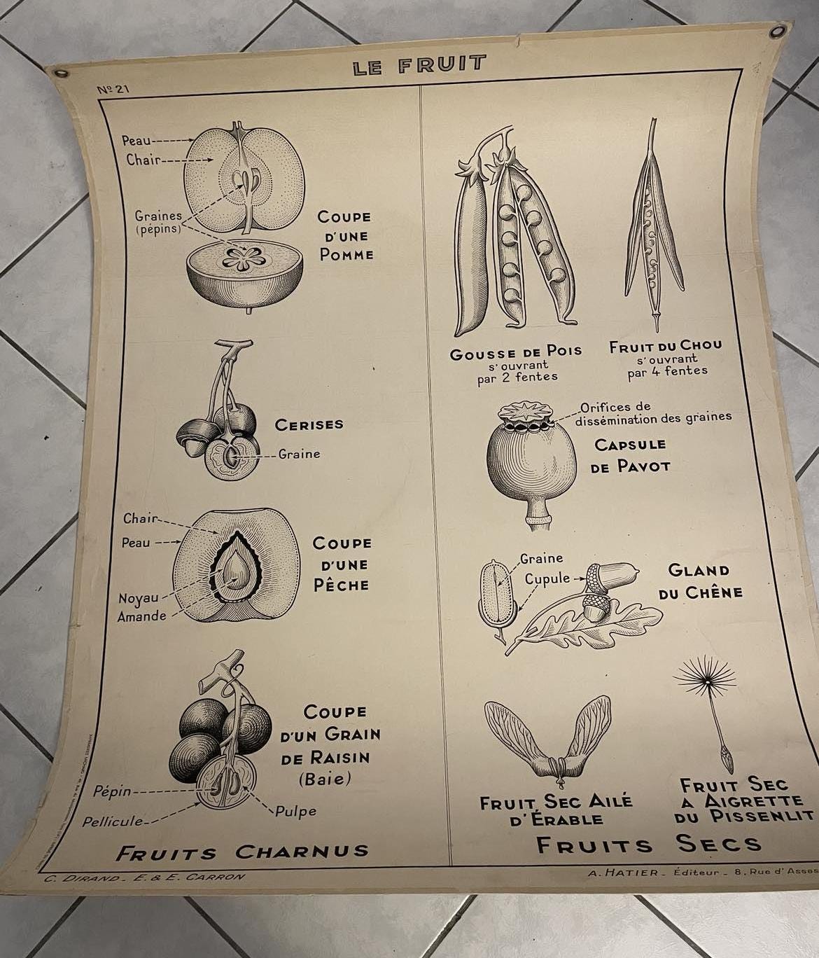 Vintage French School Poster: Fruit & Vegetable Reproduction, Dirand Carron No 21
