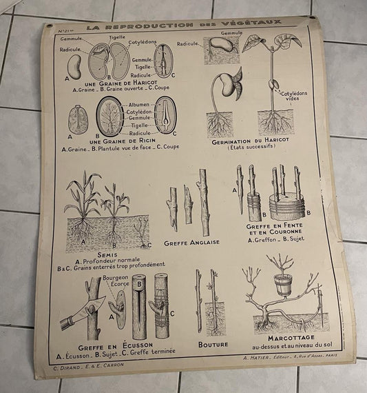 Vintage French School Poster: Fruit & Vegetable Reproduction, Dirand Carron No 21
